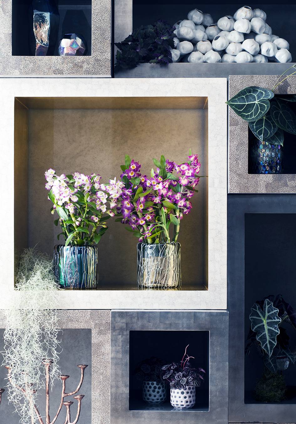 Dendrobium en décoration d'intérieur